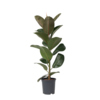 Zimmerpflanze Ficus Elastica Robusta Y001800F