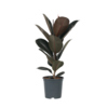 Zimmerpflanze Ficus Elastica Abidjan Y001800I