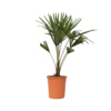 Zimmerpflanze Asiatische Windmühlenpalme Trachycarpus fortunei XL Y001800Z