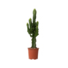Zimmerpflanze Euphorbia Cowboy Cactus Y001801E