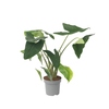 Zimmerpflanze XXL Alocasia Zebrina Y001801Y