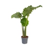 Zimmerpflanze XXL Alocasia Portodora Y001802D