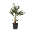 Zimmerpflanze XL Europäische Zwergpalme Chamaerops humilis Y001802Q
