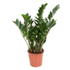 Zimmerpflanze Zamioculcas ZZ Pflanze Y001803N