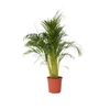Zimmerpflanze XXL Areca Goldpalme Y001803V