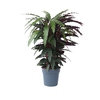 Zimmerpflanze Korbmarante Calathea Wavestar Y001804P