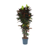 Zimmerpflanze XXL Codiaeum Iceton Y001804U