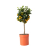 Zimmerpflanze Mini Orangenbaum Citrus Calamondin am Stamm Y001805M