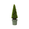 Pflanze Ilex crenata Japanische Stechpalme Pyramidenform Y001808U