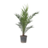 Pflanze XL Kanarische Dattelpalme Phoenix canariensis Y001809C