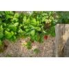 Floragard Mulch Y002216C
