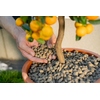 Floragard Pflanzgranulat Y002222U